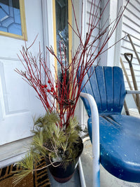 Red Dogwood Cuttings