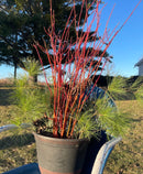 Orange Dogwood Cuttings