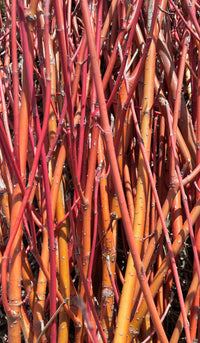 Orange Dogwood Cuttings