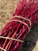 Red Dogwood Cuttings