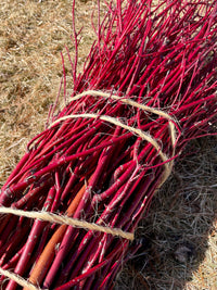 Red Dogwood Cuttings