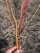 Orange Dogwood Cuttings