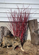 Red Dogwood Cuttings