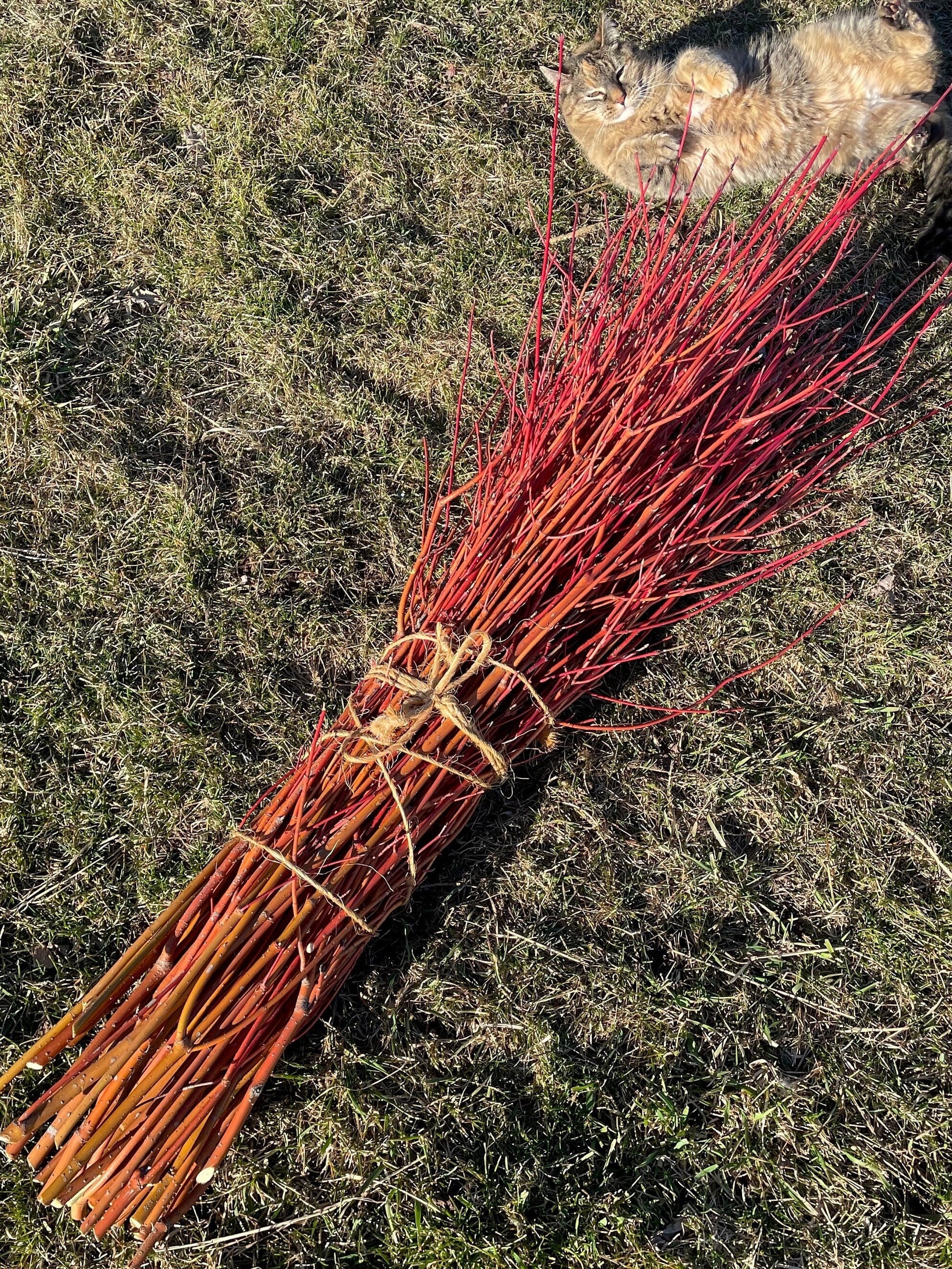 Orange Dogwood Cuttings