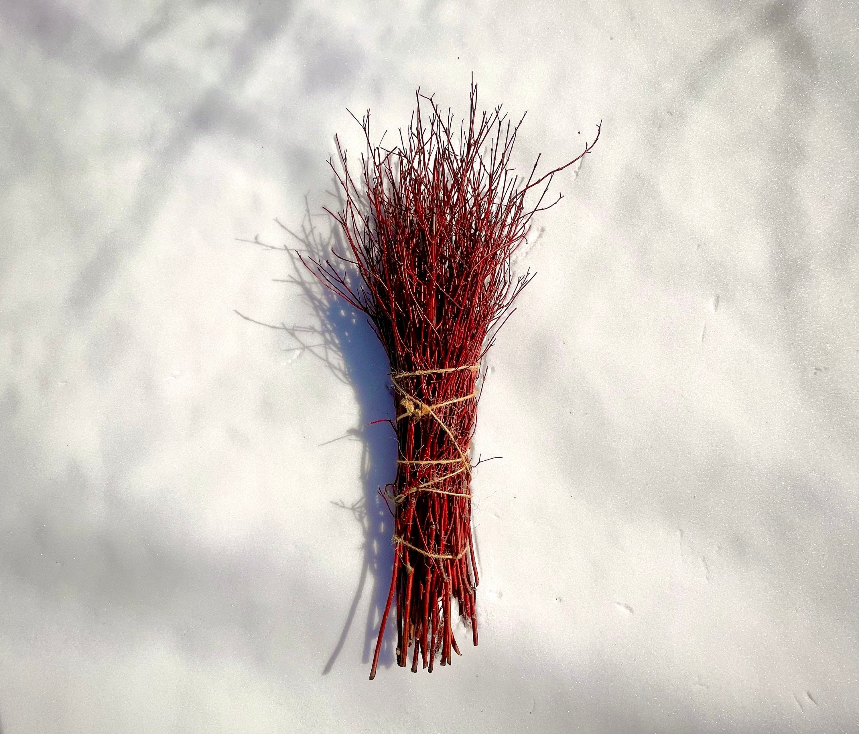 Red Dogwood Cuttings