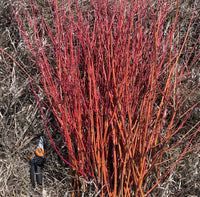 Orange Dogwood Cuttings