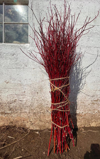 Red Dogwood Cuttings