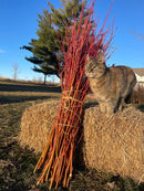 Orange Dogwood Cuttings