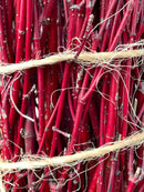 Red Dogwood Cuttings