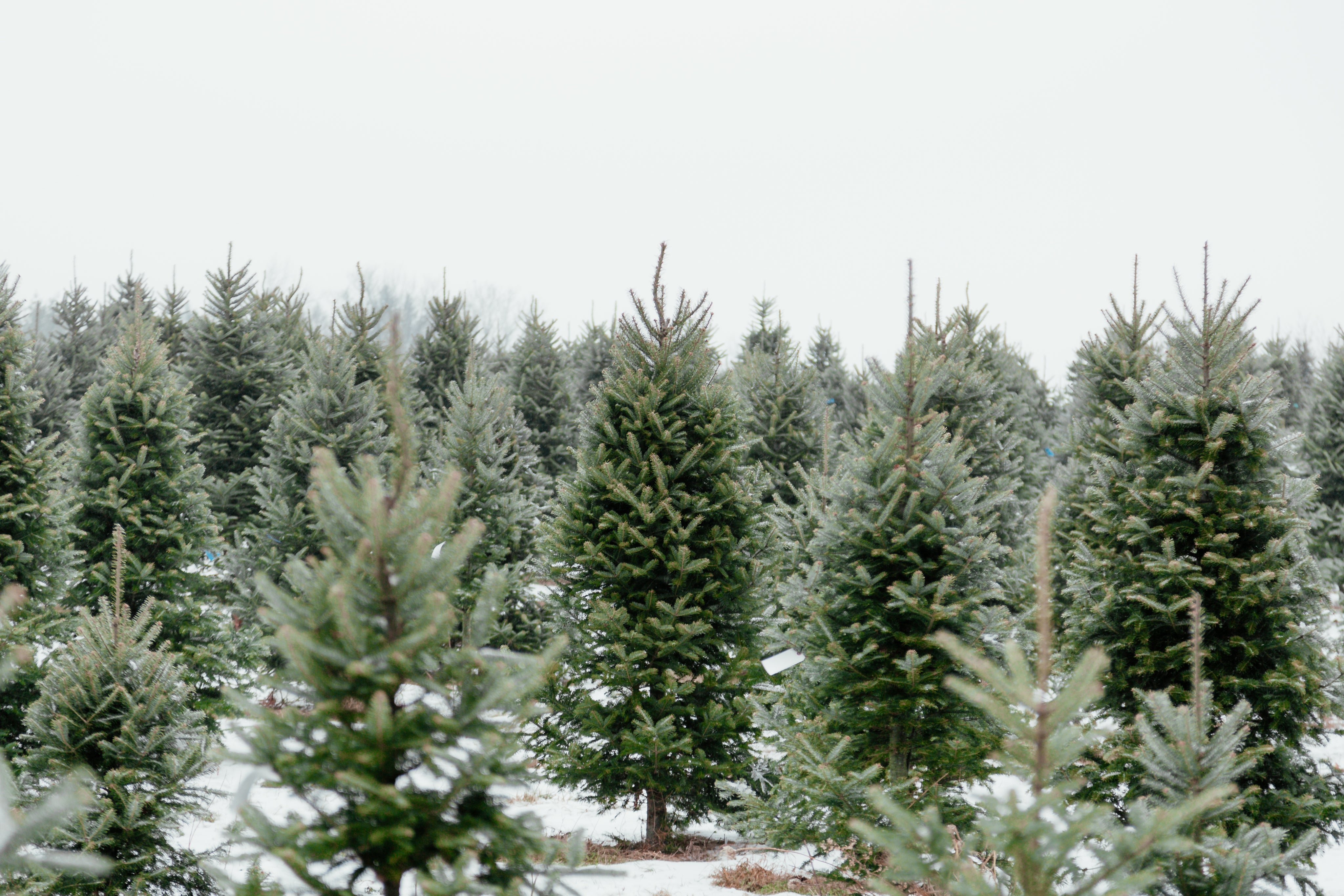 christmas-pine-tree-farm.jpg